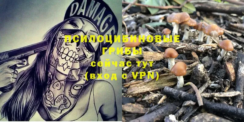 Галлюциногенные грибы Psilocybe Махачкала